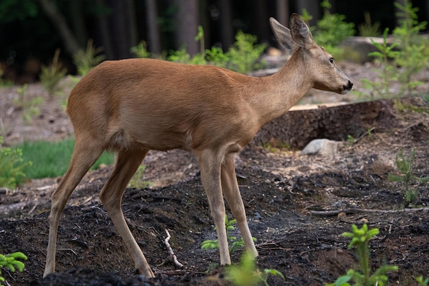 Rehe im Wald Capreolus capreolus Wilde Rehe in der Natur