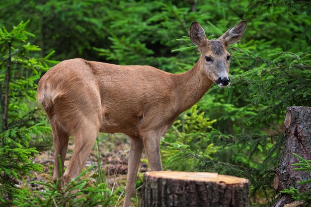 Rehe im Wald Capreolus capreolus Wilde Rehe in der Natur