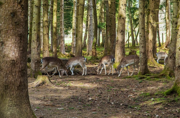 Rehe im Wald im Sommer Selektiver Fokus