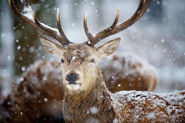 Rehe im Wald im Winter.