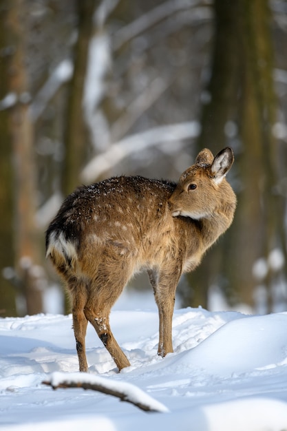 Rehe im Winterwald. Tier im natürlichen Lebensraum. Wildlife-Szene