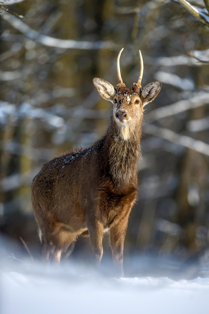 Rehe im Winterwald Tier im natürlichen Lebensraum