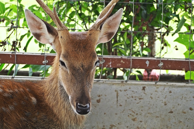 Rehe im Zoo.