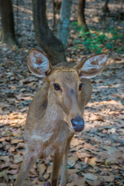 Foto rehe im zoo.