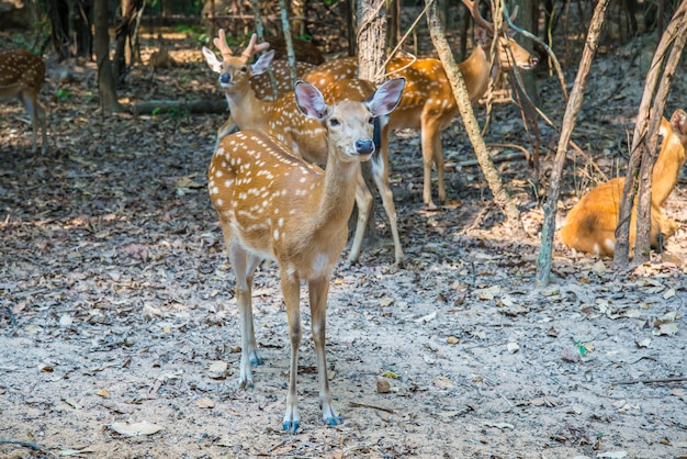 Rehe im Zoo.