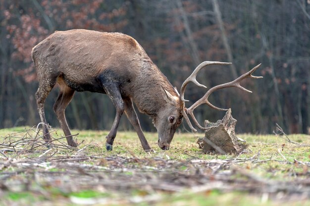 Rehe kämpfen im Herbstwald gegen die Wurzel des Baumes