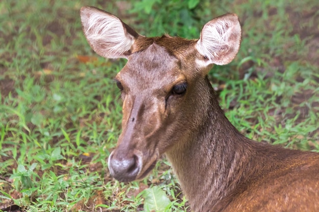 Rehe liegen auf dem Rasen, Wilde Rehe liegen auf dem Boden