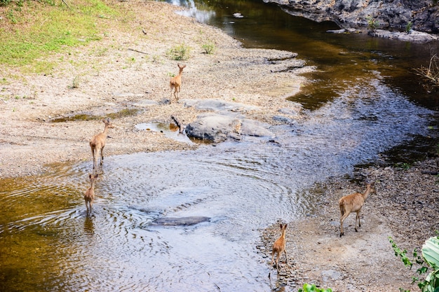 Rehe und Hinds wandern durch Wasser in den Wald. Wild lebende Tiere im natürlichen Lebensraum