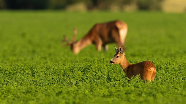 Rehe und Rotwild grasen im Sommerlicht in Klee