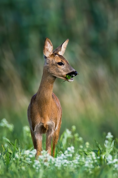 Rehwild steht auf blühender Wiese und kaut grünes Blatt im Mund.