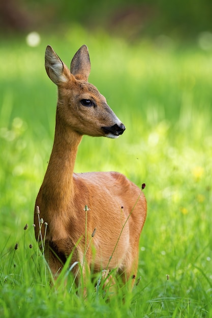 Rehwild weiblich stehend auf Wiese