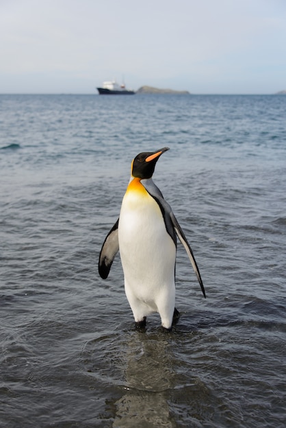 Foto rei pinguim indo do mar