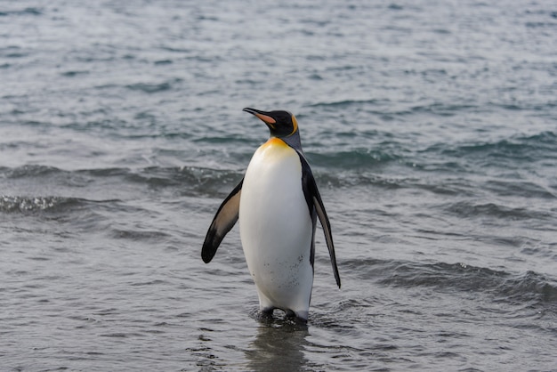 Foto rei pinguim indo do mar