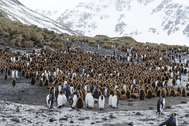 Rei pinguins com chiks na ilha da Geórgia do Sul