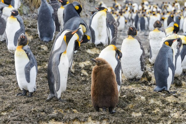 Rei pinguins com chiks na ilha da geórgia do sul