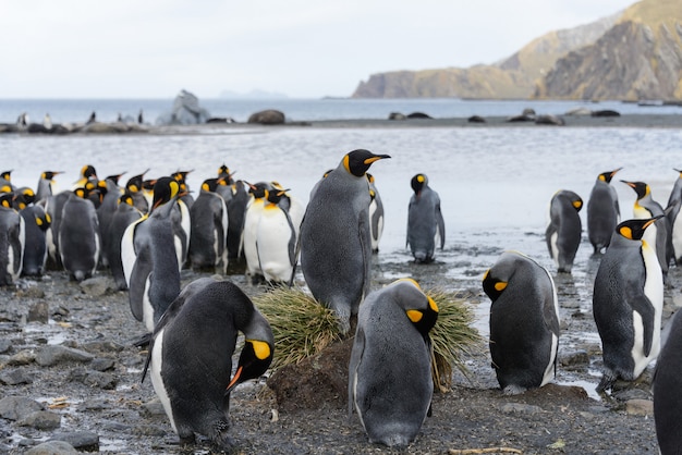 Rei pinguins com chiks na ilha da geórgia do sul