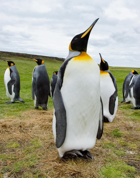 Rei Pinguins Ilhas Malvinas
