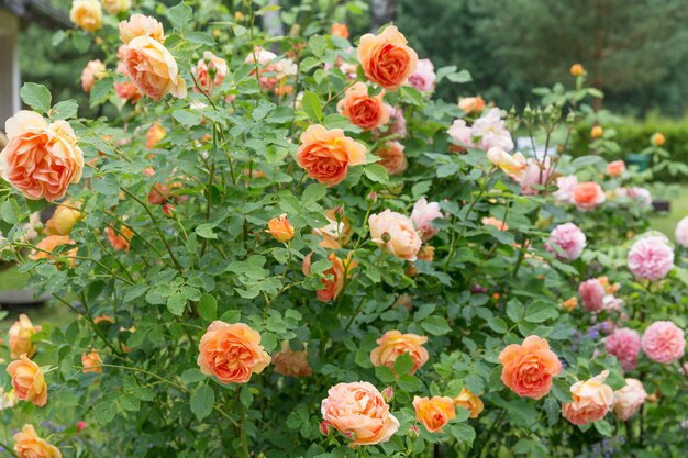 Reiche orangerote Rosenknospen öffnen sich in becherförmigen Blüten Schöner Busch englischer Rosen im Sommergarten