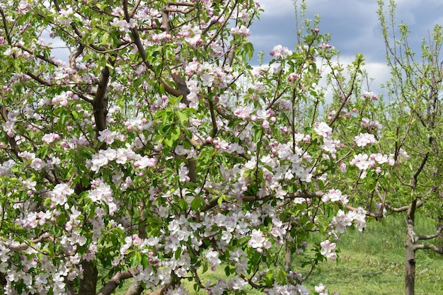 Reichhaltige Blumen eines Apfelbaums Natürlicher Hintergrund von Blumen und grünen Blättern im Frühling im Garten auf Obstbäumen