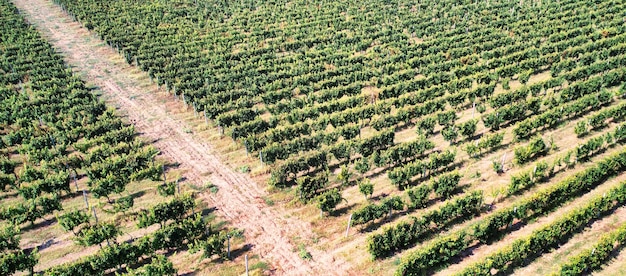 Reichhaltige Ernte Luftbild von Weinreben in einem Weinberg
