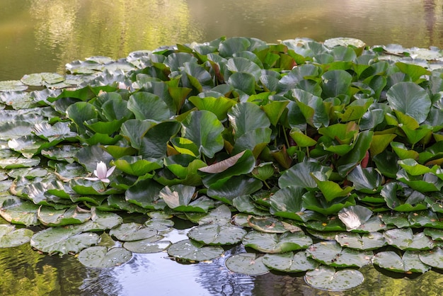 Reichlich bewachsene Nymphaea-Blätter und eine geöffnete weiße Blume in einem kleinen Teich