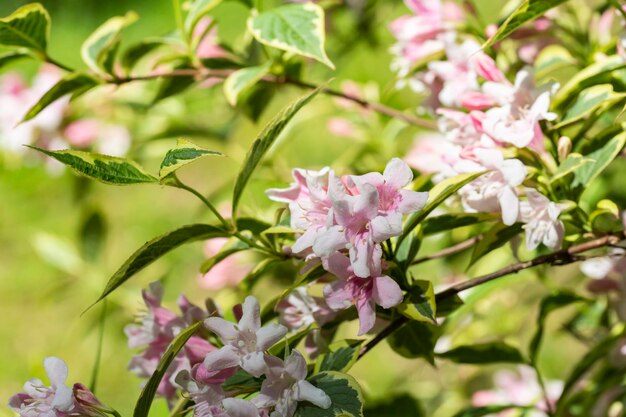 Reichlich rosa Blüten von Weigela Florida Mitte Mai