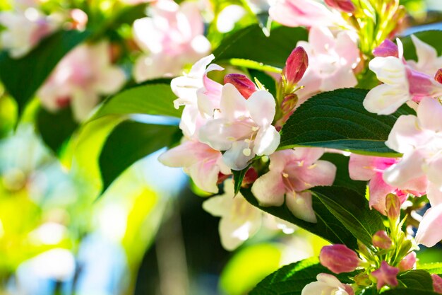 Reichlich rosa Blüten von Weigela Florida Mitte Mai