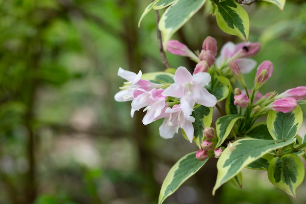 Reichlich rosa Blüten von Weigela Florida Mitte Mai