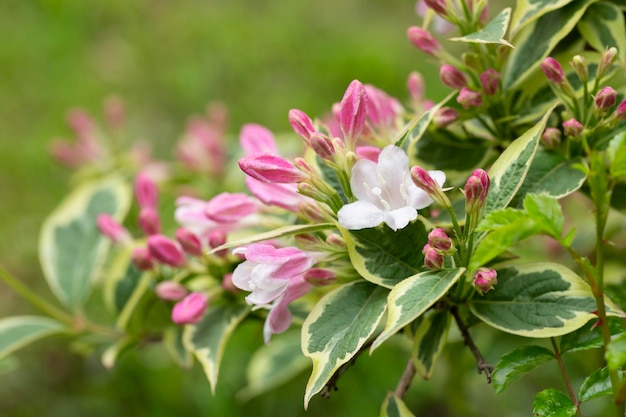 Reichlich rosa Blüten von Weigela Florida Mitte Mai