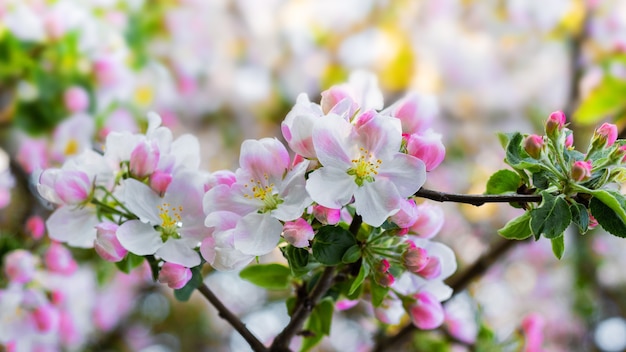 Reichlich vorhandene Apfelblüte. Apfelbaumblumen auf einem Baum