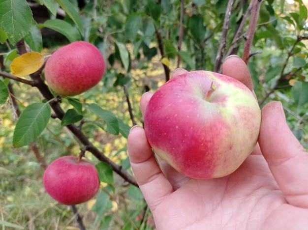 reif, lecker, saftig, äpfel, in den händen, frauen, pflücken, ernten, gartenarbeit, garten