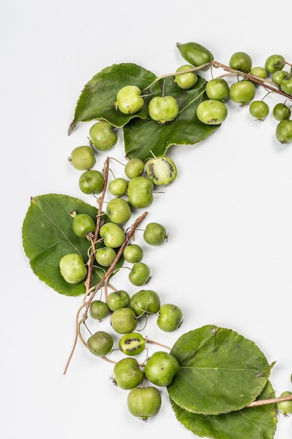 Reife Actinidia arguta oder Kiwi isoliert auf weißem Hintergrund. Ein Rahmen aus frischen Früchten mit grünen Blättern, Modell, Vorlage