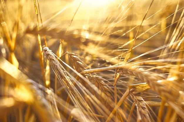 Foto reife ähren sind goldfarbene reife ähren aus goldener gerste rohstoffe für die herstellung