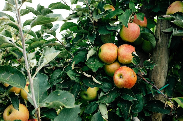 Reife Äpfel im Obstgarten, bereit für die Ernte