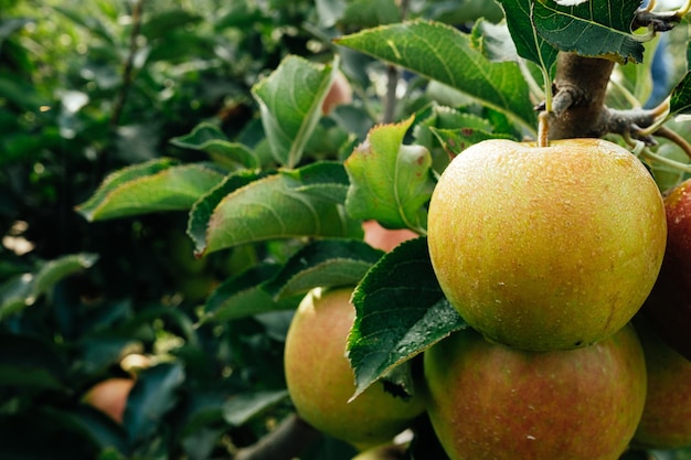 Reife Äpfel im Obstgarten, bereit für die Ernte
