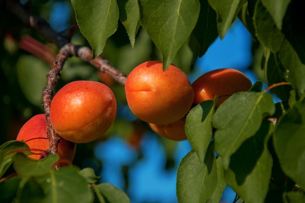 Reife Aprikosen im Obstgarten