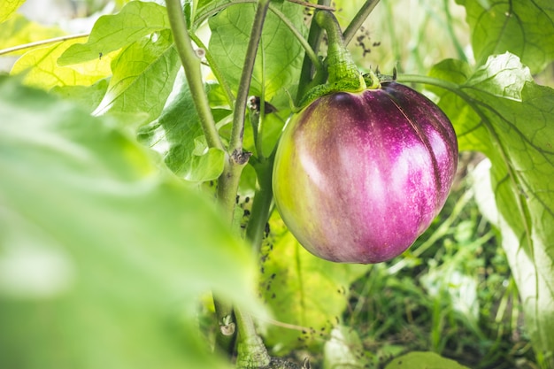 Reife Aubergine auf einem Ast im Gewächshaus. Wachsende frische Auberginen. Biolandbaukonzept