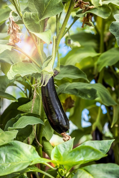 Foto reife aubergine wächst in einem gewächshaus im garten