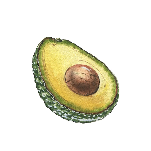 Reife Avocado-Scheibe isoliert auf weißem Hintergrund, Aquarell-Handzeichnung, botanische, realistische Illustrationen