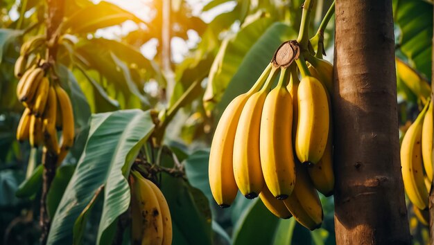 Reife Bananen, die in der Natur wachsen
