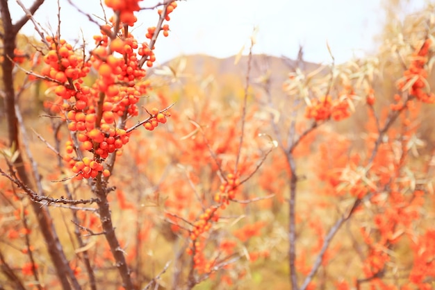 reife beeren des sanddorns auf büschen, antioxidative ernährung des medizinvitamins c