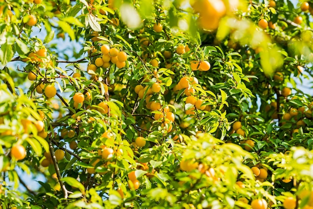 Reife Beeren gelber Kirschpflaumen auf den Zweigen eines Baumes, Nahaufnahme