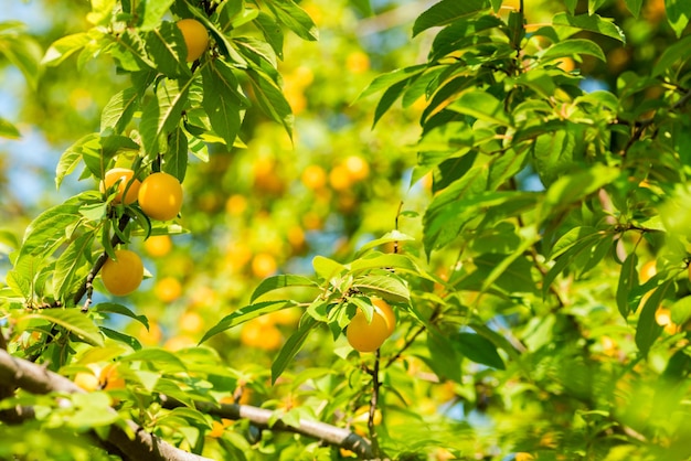 Foto reife beeren gelber kirschpflaumen auf den zweigen eines baumes, nahaufnahme