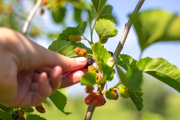 Reife Beeren im Garten. Die Hand einer Frau pflückt eine saftige reife Maulbeerbeere.