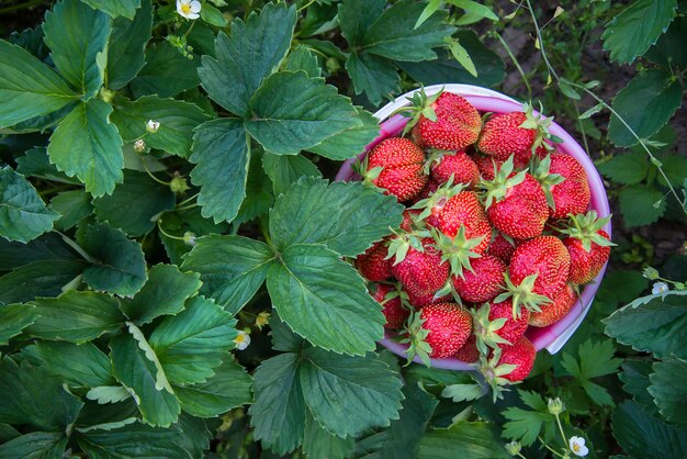 Reife Beeren in einem Eimer im Erdbeerdickicht