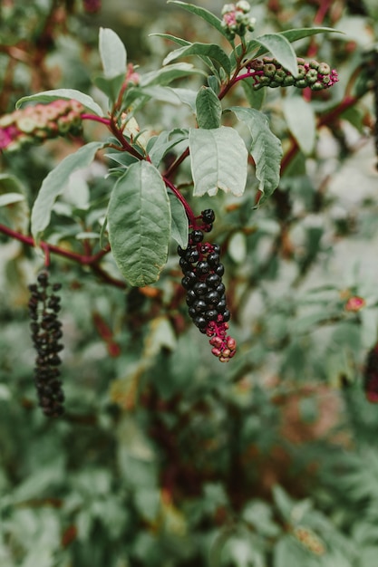 Reife Beeren Lakonos Nahaufnahme