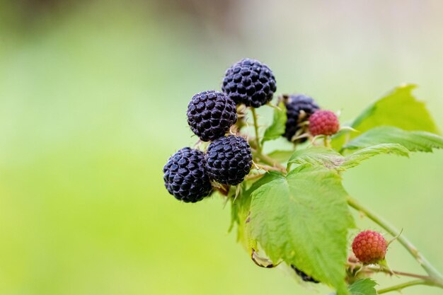 Foto reife beeren schwarze himbeeren cumberland im garten auf verschwommenem hintergrund