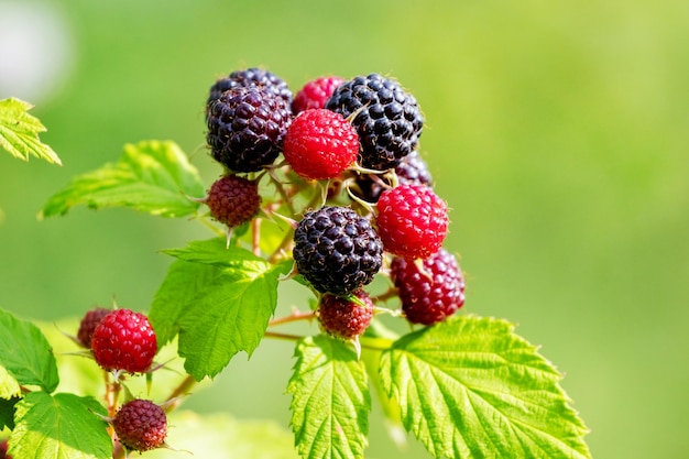 Reife Beeren schwarze Himbeeren Cumberland im Garten auf verschwommenem Hintergrund