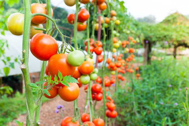 Reife Bio-Tomaten im Garten bereit zu ernten, frische Tomaten