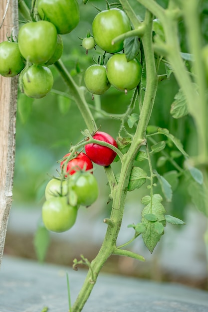 Reife Bio-Tomaten im Garten erntereif